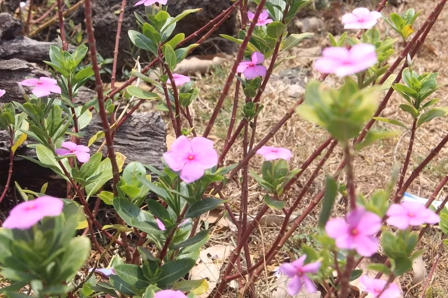 Keyword đầu tiên có dấu