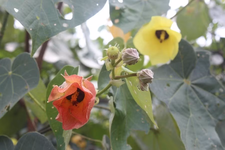 Keyword đầu tiên có dấu