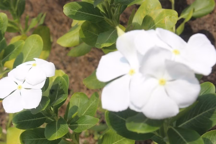 Keyword đầu tiên có dấu