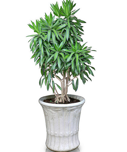 Cây trúc bách hợp.