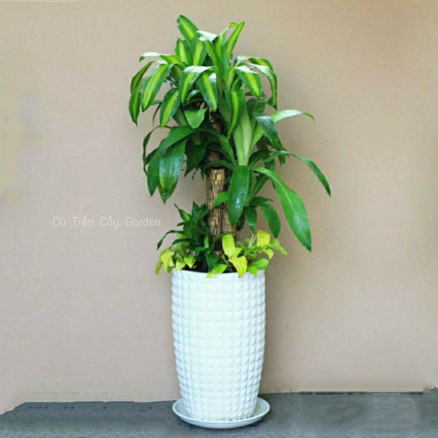 Cây phát tài khúc.