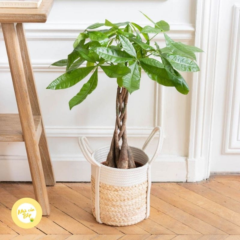 5 nguyên tắc trang trí cây cảnh trong phòng làm việc ảnh 1