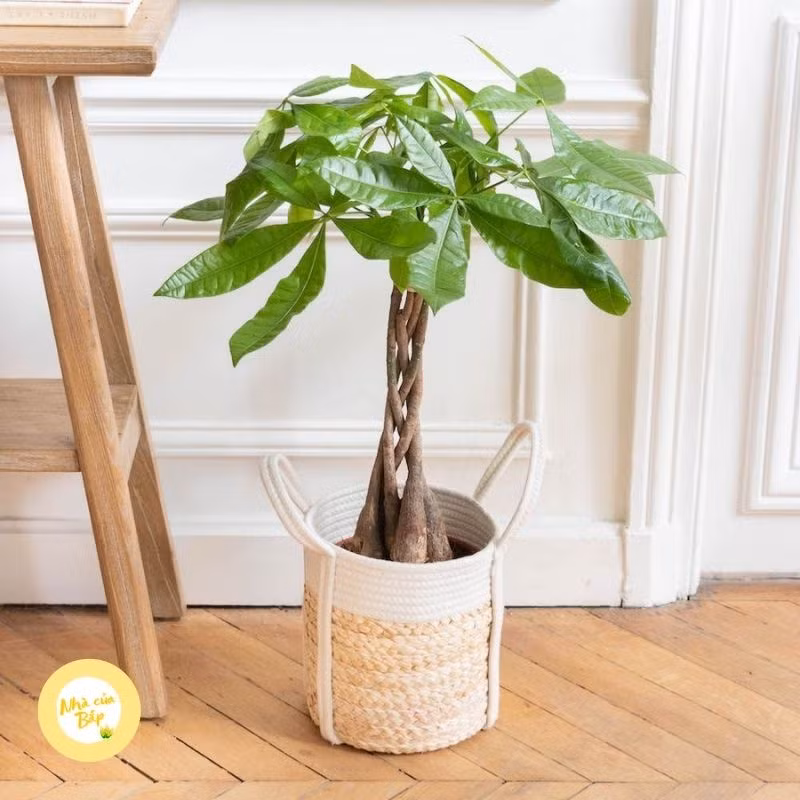 5 nguyên tắc trang trí cây cảnh trong phòng làm việc ảnh 1