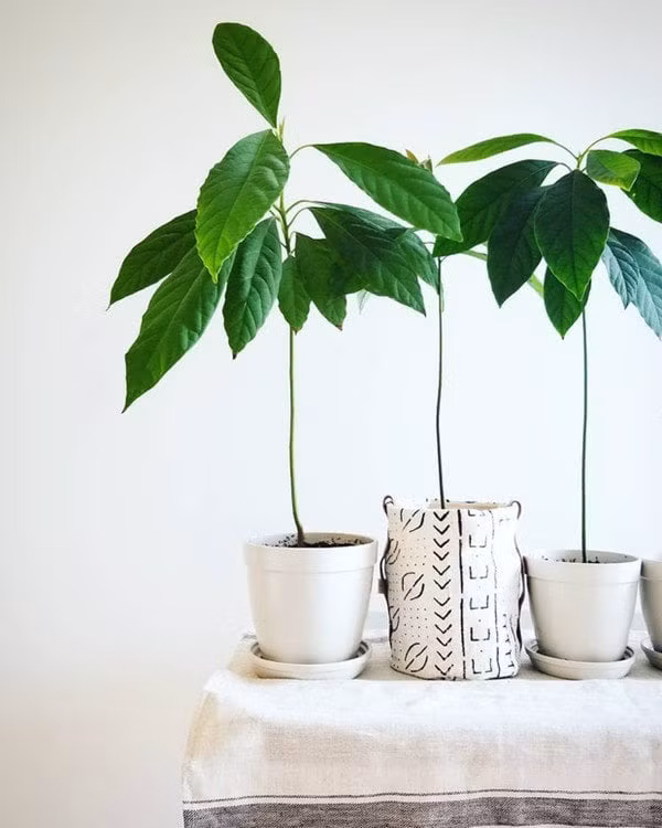 Tự trồng hạt bơ, thanh long làm cây cảnh cực xinh trang trí bàn làm việc ảnh 1