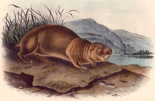 5 loài thú hóa thạch sống - cả triệu năm chẳng hề thay đổi - Hình 3