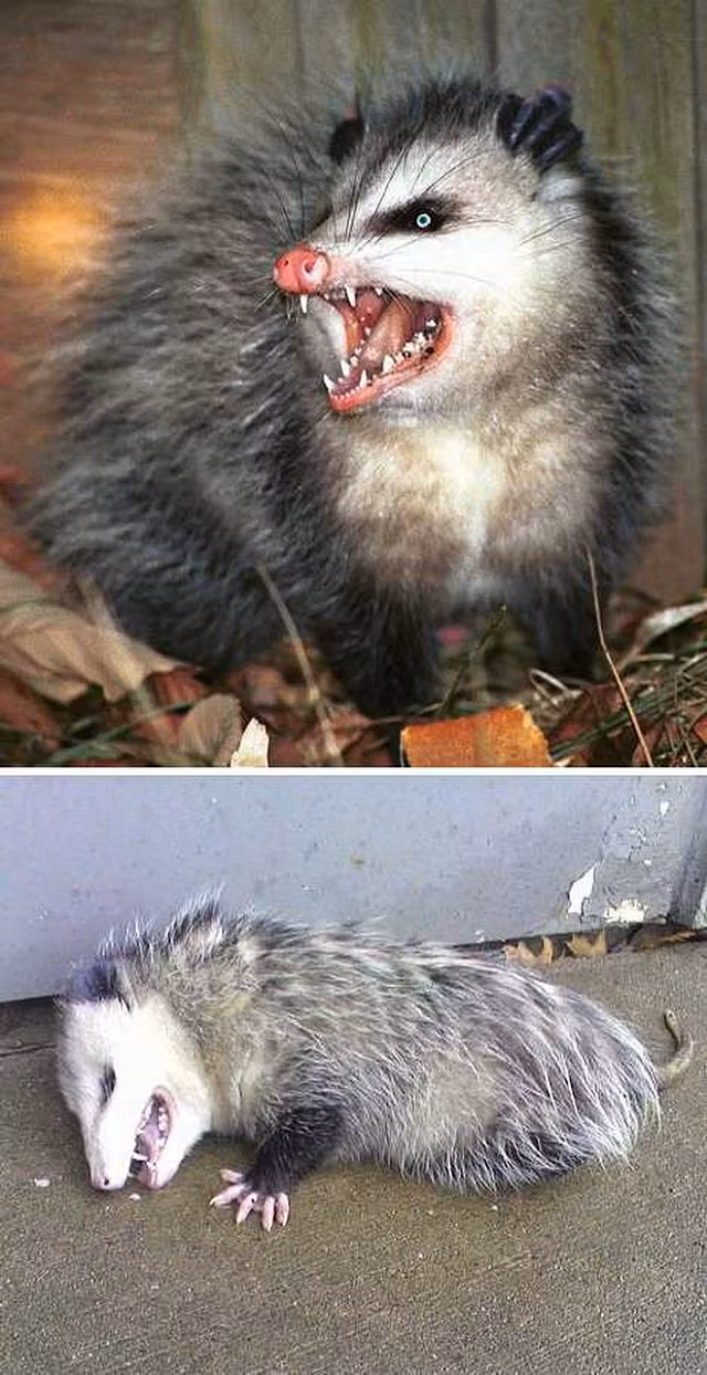 5 loài thú hóa thạch sống - cả triệu năm chẳng hề thay đổi - Hình 6