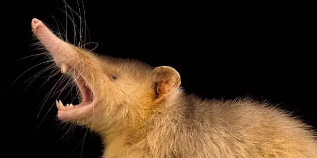 5 loài thú hóa thạch sống - cả triệu năm chẳng hề thay đổi - Hình 7