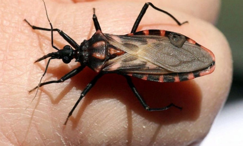 Loài bọ xít hút máu lây lan ký sinh trùng “giết người thầm lặng” Chagas. Loài bọ xít hút máu lây lan ký sinh trùng giết người thầm lặng Chagas. Ảnh: Fox News.
