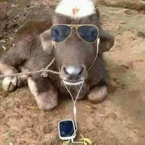 Trâu cũng biết thưởng thức âm nhạc. Trâu cũng biết thưởng thức âm nhạc.