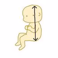 Cách đọc kết quả siêu âm thai chuẩn như bác sĩ - 2