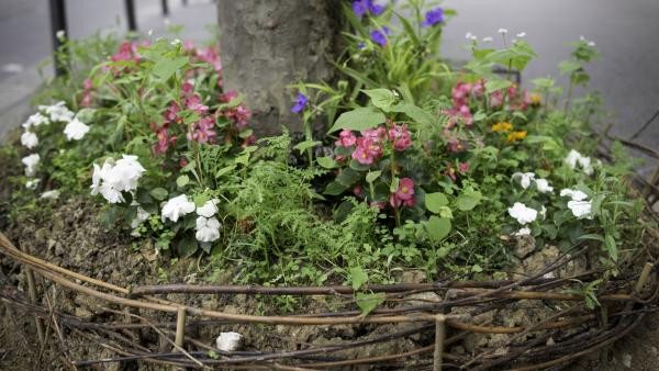 Một gốc cây phủ hoa tại Paris Một gốc cây phủ hoa tại Paris