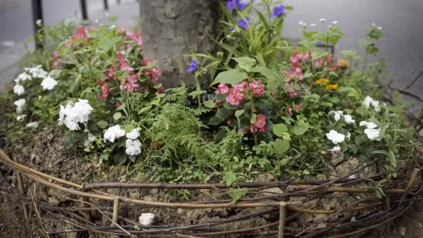 Một gốc cây phủ hoa tại Paris