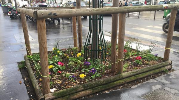 Một gốc cây được trồng thêm hoa và rau trong quận 13, Paris Một gốc cây được trồng thêm hoa và rau trong quận 13, Paris
