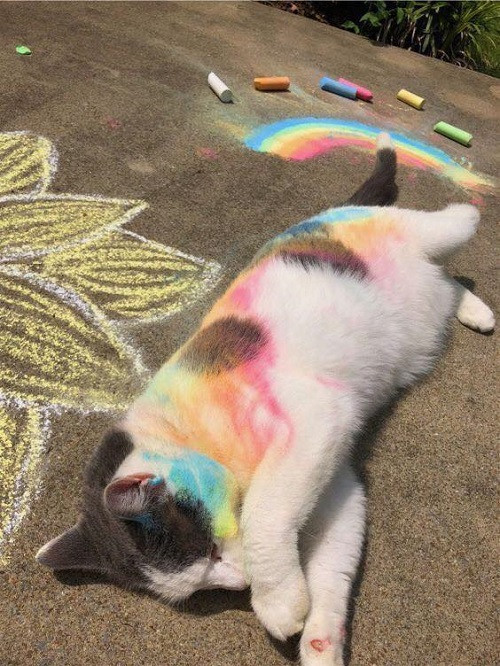 Mèo tùm lum thể. Mèo tùm lum thể.