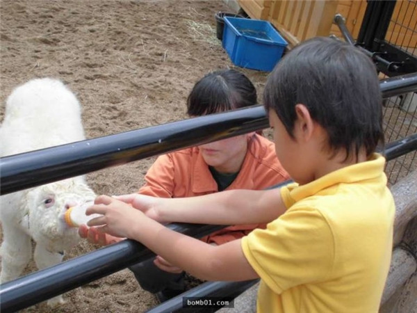 Một cậu bé đến thăm và cho Mofu uống sữa. Một cậu bé đến thăm và cho Mofu uống sữa.