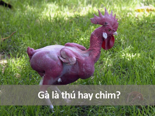 Những câu hỏi ngớ ngẩn nhất từng được gõ trên Google ảnh 7 Những câu hỏi ngớ ngẩn nhất từng được gõ trên Google ảnh 7