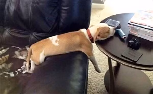 Khi cún con buồn ngủ quá sức chịu đựng ảnh 22