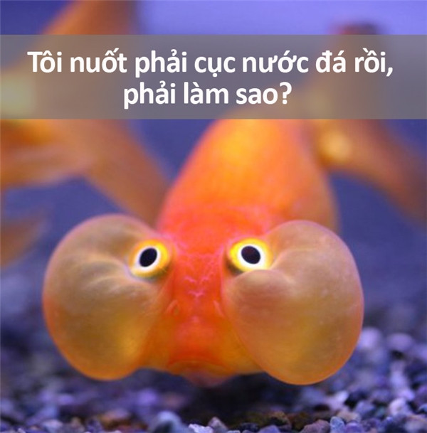 Những câu hỏi ngớ ngẩn nhất từng được gõ trên Google ảnh 1 Những câu hỏi ngớ ngẩn nhất từng được gõ trên Google ảnh 1