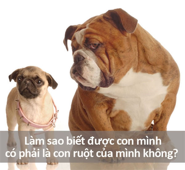 Những câu hỏi ngớ ngẩn nhất từng được gõ trên Google ảnh 19 Những câu hỏi ngớ ngẩn nhất từng được gõ trên Google ảnh 19