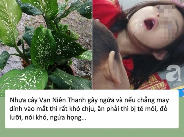 Cắn phải lá loại cây hầu như nhà nào cũng trồng, bé gái 4 tuổi bị co giật nguy kịch