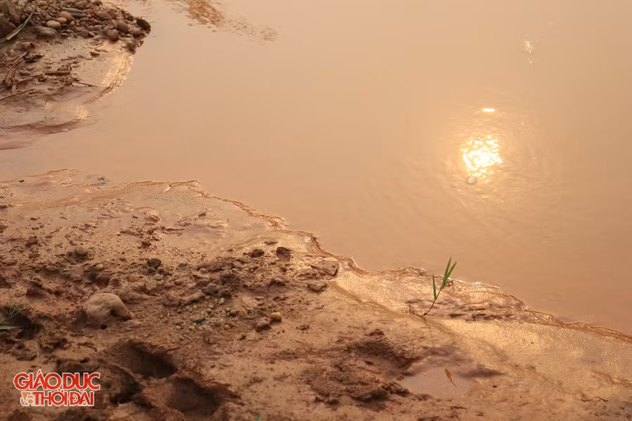 Đất bùn chứa nhiều chất động hại khiến tôm, cá không sống nổi. Ảnh: Phạm Tâm