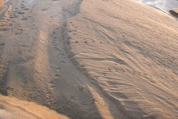 Giải mã hiện tượng kỳ bí “dòng sông cát” chảy giữa sa mạc ảnh 2 Giải mã hiện tượng kỳ bí “dòng sông cát” chảy giữa sa mạc ảnh 2