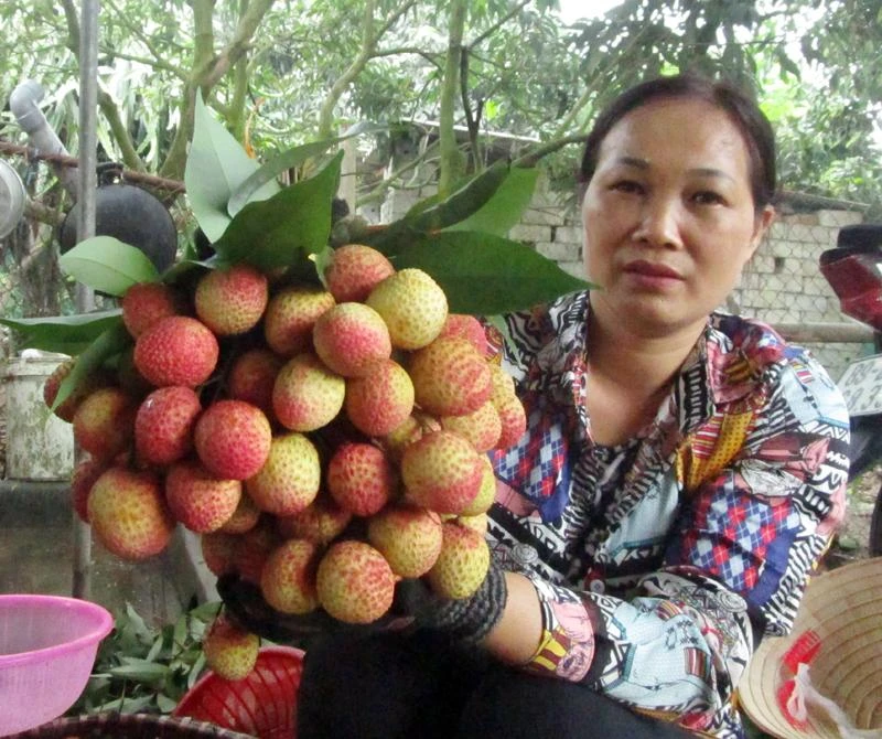 Vải thiều to như quả trứng, thương lái đặt mua khi trái còn xanh lét