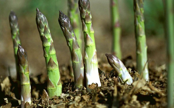 Măng tây cực độc với người mắc bệnh này, thèm cũng nên “nhịn” kẻo mang họa vào thân - Ảnh 1. Măng tây cực độc với người mắc bệnh này, thèm cũng nên nhịn kẻo mang họa vào thân-1