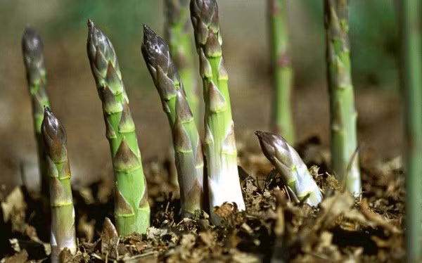 Măng tây cực độc với người mắc bệnh này, thèm cũng nên nhịn kẻo mang họa vào thân-1