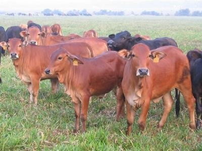 Đời người 40 năm làm bò, 10 năm làm khỉ, 10 năm làm chó!