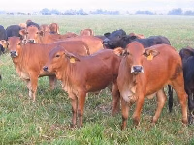 Đời người 40 năm làm bò, 10 năm làm khỉ, 10 năm làm chó!