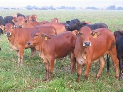 Đời người 40 năm làm bò, 10 năm làm khỉ, 10 năm làm chó!