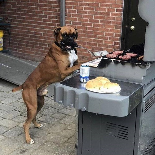 Siêu đầu bếp bốn chân. Siêu đầu bếp bốn chân.