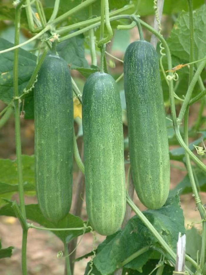 Các loại rau củ quả quen thuộc nhưng dễ ngậm thuốc bảo vệ thực vật