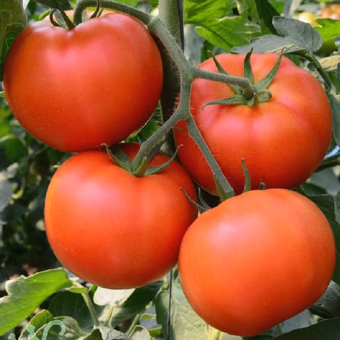 Các loại rau củ quả quen thuộc nhưng dễ ngậm thuốc bảo vệ thực vật