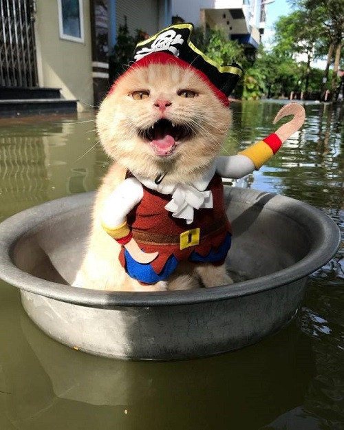 Lạc trôi giữa dòng nước ngập. Lạc trôi giữa dòng nước ngập.