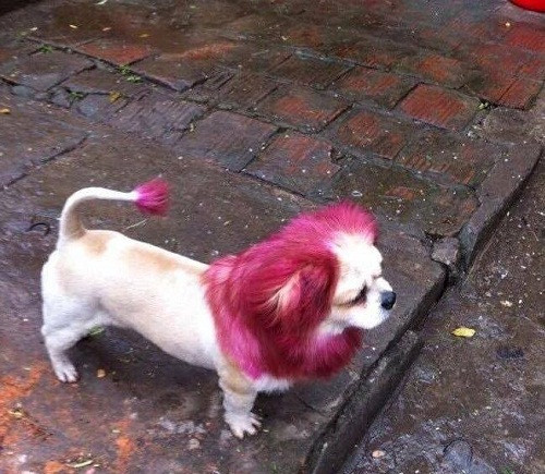 10-anh-hai-hot-nhat-facebook-trong-ngay-4