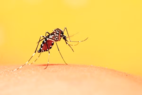 Sốt xuất huyết là bệnh truyền nhiễm do virus Dengue gây nên. Virus này truyền từ người sang người chủ yếu do muỗi đốt.