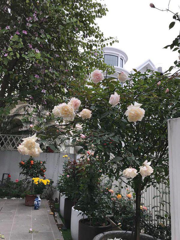 cuoc song suong nhu tien trong can nha trieu do, ngap hoa hong cua nu ca si my dung - 7