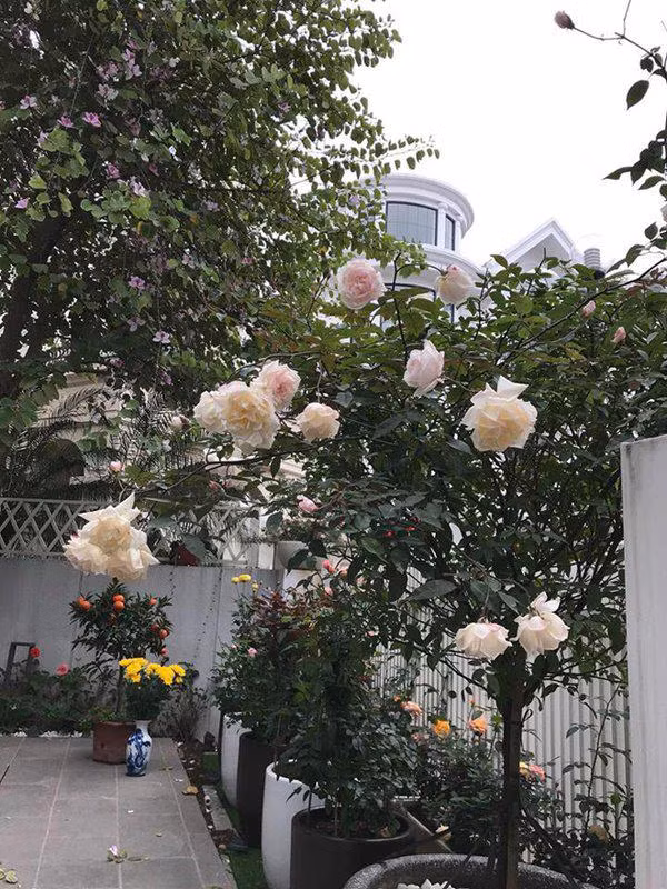 cuoc song suong nhu tien trong can nha trieu do, ngap hoa hong cua nu ca si my dung - 7