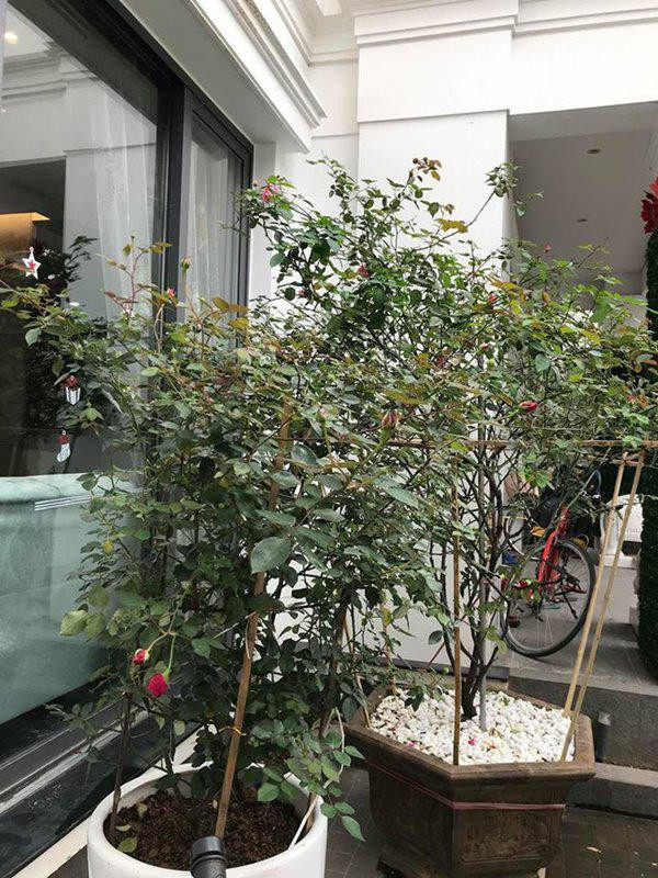 cuoc song suong nhu tien trong can nha trieu do, ngap hoa hong cua nu ca si my dung - 5