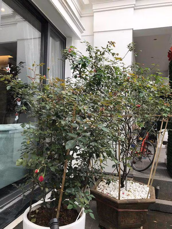 cuoc song suong nhu tien trong can nha trieu do, ngap hoa hong cua nu ca si my dung - 5