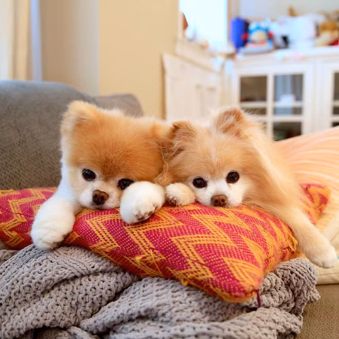 Boo - "Chú chó đáng yêu nhất thế giới" với hơn 16 triệu người theo dõi đã qua đời - Ảnh 5. Boo - "Chú chó đáng yêu nhất thế giới" với hơn 16 triệu người theo dõi đã qua đời - Ảnh 5.