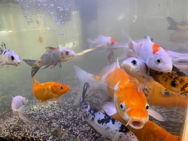 Biệt thự triệu đô ngập tràn sắc xuân của ca sĩ Vy Oanh ảnh 9 Biệt thự triệu đô ngập tràn sắc xuân của ca sĩ Vy Oanh ảnh 9