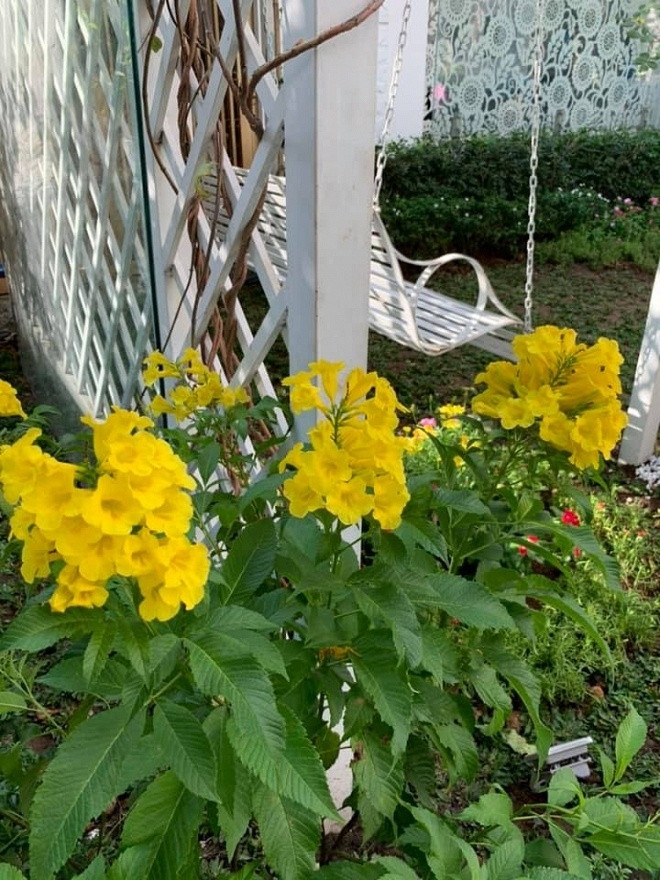 Biệt thự triệu đô ngập tràn sắc xuân của ca sĩ Vy Oanh ảnh 2 Biệt thự triệu đô ngập tràn sắc xuân của ca sĩ Vy Oanh ảnh 2