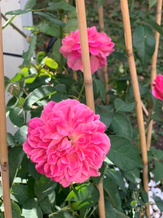 Biệt thự triệu đô ngập tràn sắc xuân của ca sĩ Vy Oanh ảnh 4 Biệt thự triệu đô ngập tràn sắc xuân của ca sĩ Vy Oanh ảnh 4