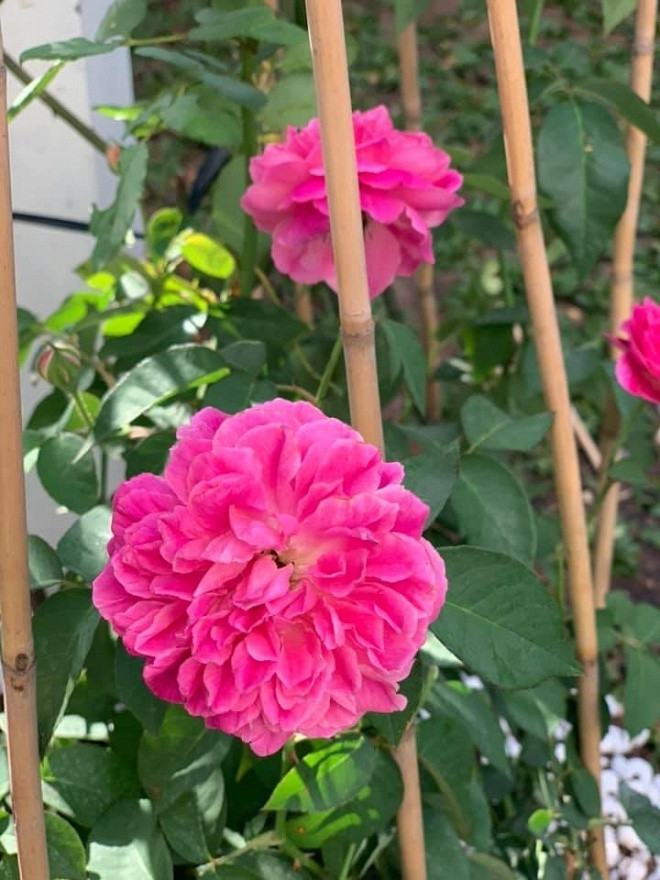 Biệt thự triệu đô ngập tràn sắc xuân của ca sĩ Vy Oanh ảnh 4 Biệt thự triệu đô ngập tràn sắc xuân của ca sĩ Vy Oanh ảnh 4