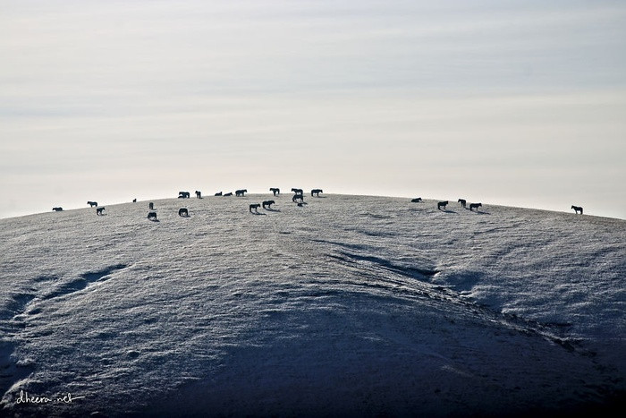 Ngắm nhìn mùa đông điêu khắc cảnh tượng đẹp khó tin ở Mông Cổ