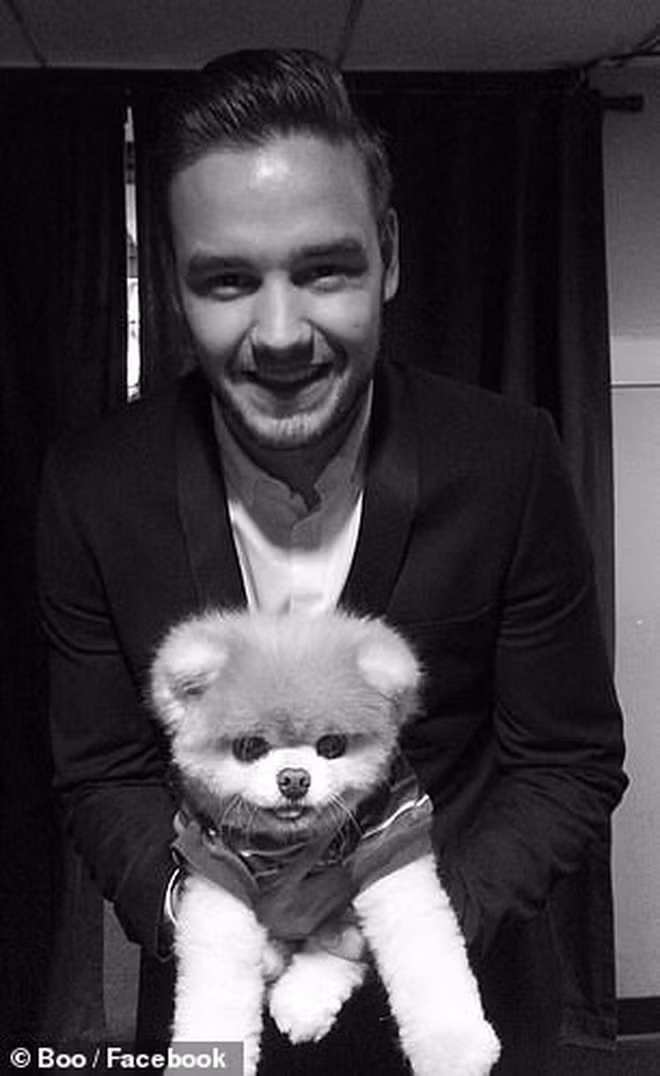 Boo - "Chú chó đáng yêu nhất thế giới" với hơn 16 triệu người theo dõi đã qua đời - Ảnh 2. Boo - "Chú chó đáng yêu nhất thế giới" với hơn 16 triệu người theo dõi đã qua đời - Ảnh 2.