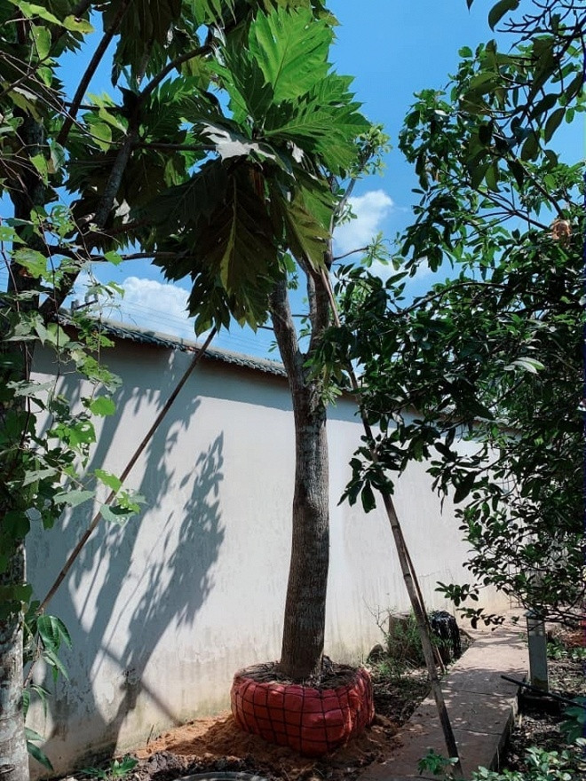 Ngưỡng mộ khu vườn rợp bóng cây xanh của Việt Trinh ảnh 7